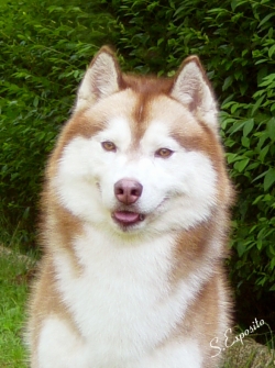 harvey1