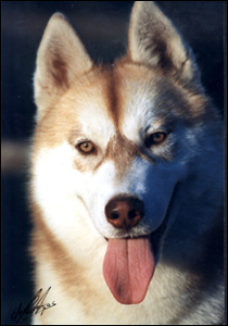 azares4