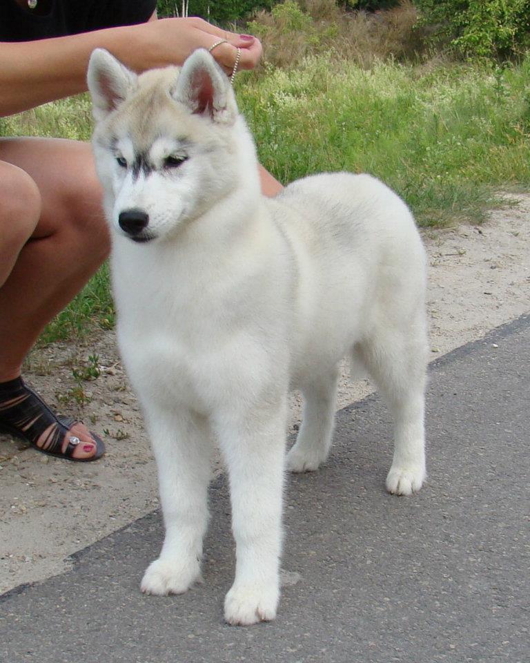 sofi3