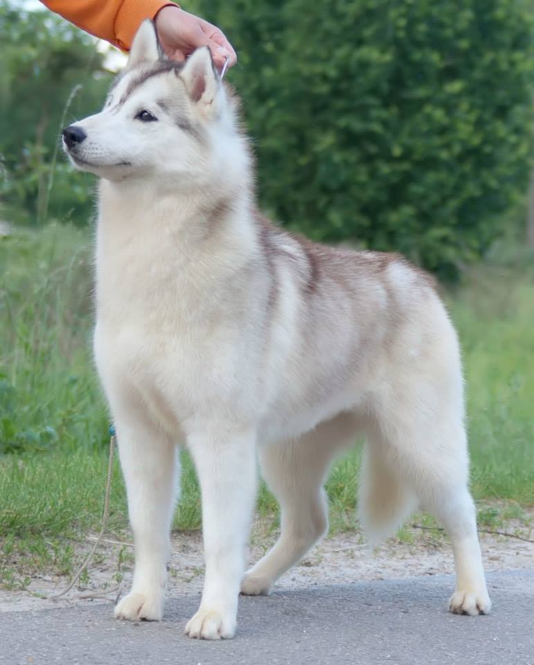 sofi1